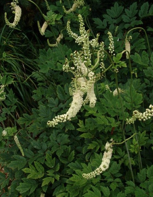 Cimicifuga racemosa seed